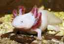 Axolotl állat. Az axolotl leírása, jellemzői, típusai, árai és tartalma